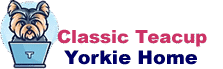 Classic Teacup Yorkie Home